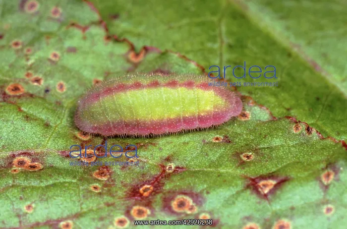 : Small Copper Butterfly - larvae : Small Copper Butterfly - larvae