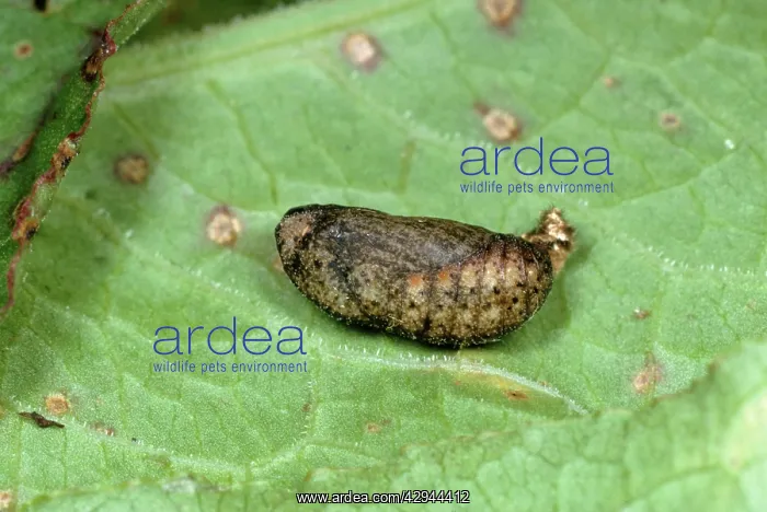 : Small Copper BUTTERFLY - pupa : Small Copper BUTTERFLY - pupa