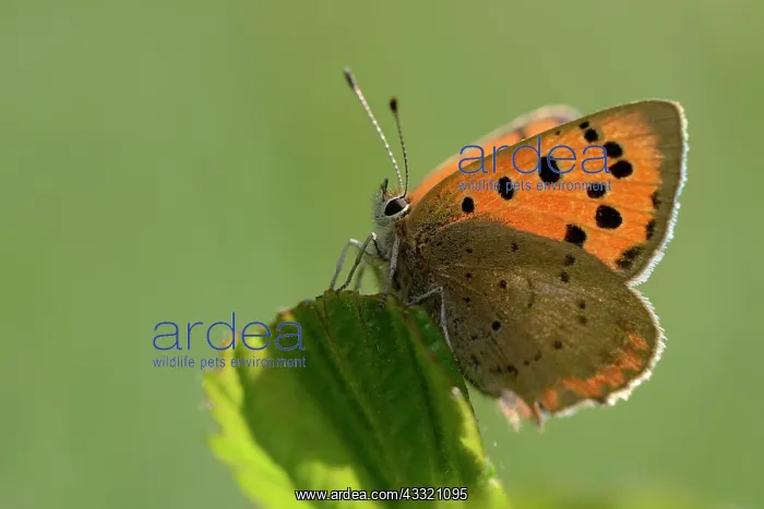: Small Copper (Lycaena phlaeas) : Small Copper (Lycaena phlaeas)
