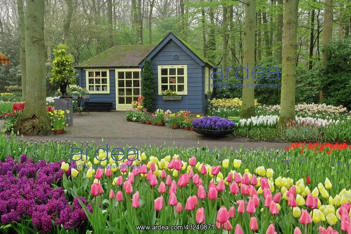 : Small cottage flower shop, Keukenhof Gardens : Small cottage flower shop, Keukenhof Gardens
