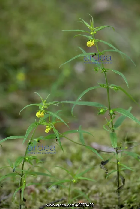: Small cow-wheat : Small cow-wheat