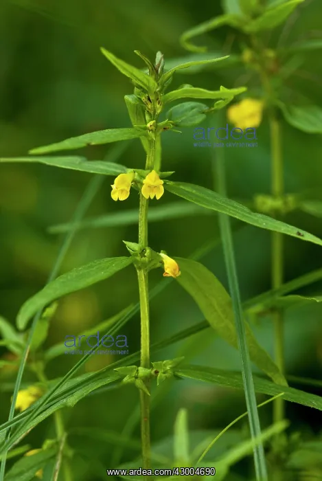 : Small Cow-wheat : Small Cow-wheat
