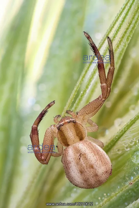 : A small crab spider (Thomisidae) waiting for a p : A small crab spider (Thomisidae) waiting for a p
