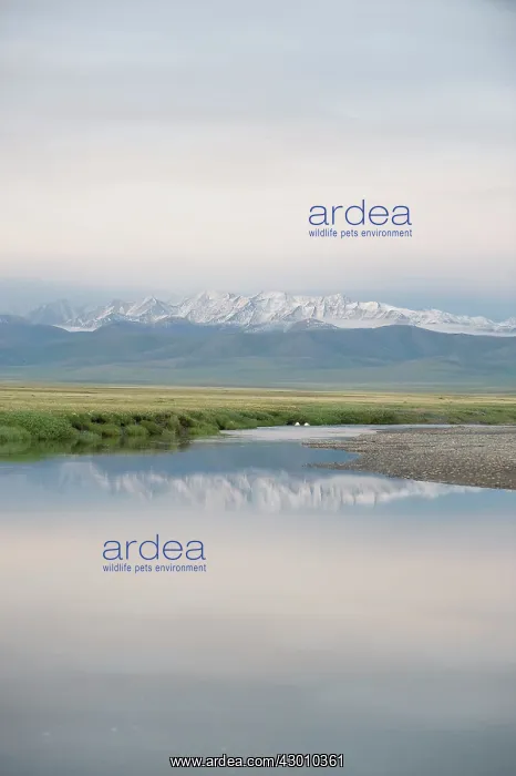 : Small Creek with reflection of snow covered mountains : Small Creek with reflection of snow covered mountains
