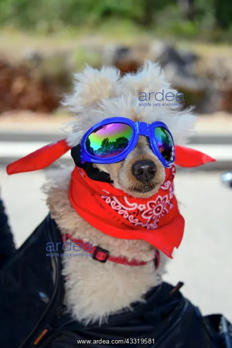 : Small dog with sunglasses and scarf on motorbike : Small dog with sunglasses and scarf on motorbike
