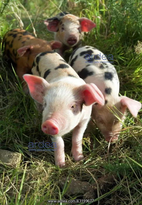 : Small Domestic piglets (Sus scrofa domestica) in : Small Domestic piglets (Sus scrofa domestica) in