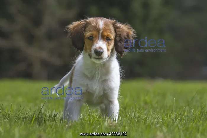 : Small Dutch Waterfowl Dog, puppy Kooikerhondje : Small Dutch Waterfowl Dog, puppy Kooikerhondje