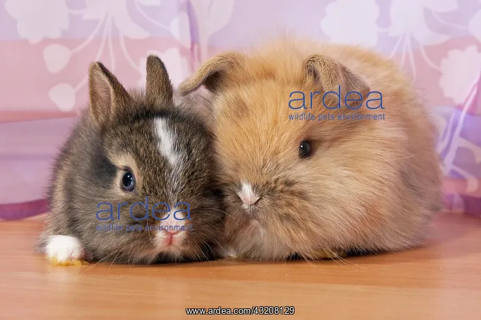 : Two small dwarf rabbits under a curtain : Two small dwarf rabbits under a curtain