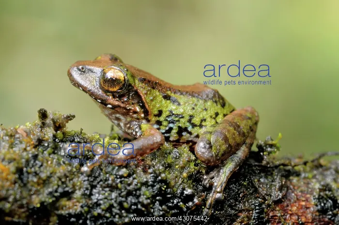: Small-eared shrub frog : Small-eared shrub frog