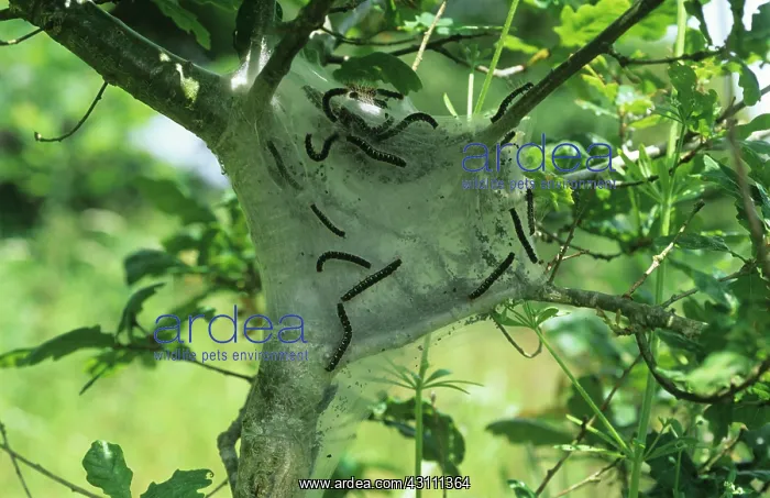 : Small eggar moth caterpillars : Small eggar moth caterpillars