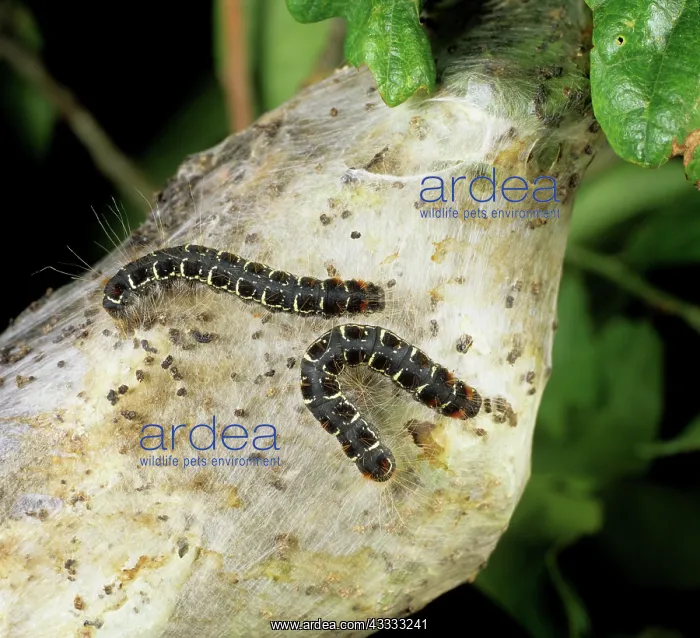 : Small eggar moth caterpillars : Small eggar moth caterpillars