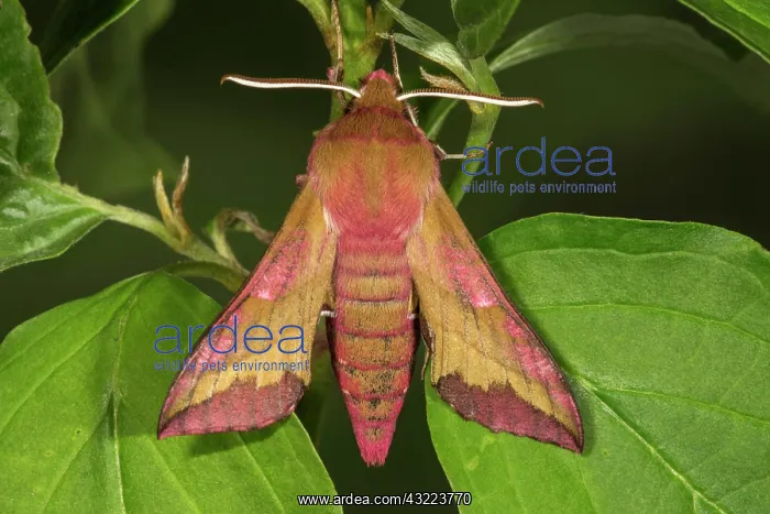 : Small elephant hawk-moth (Deilephila porcellus) : Small elephant hawk-moth (Deilephila porcellus)