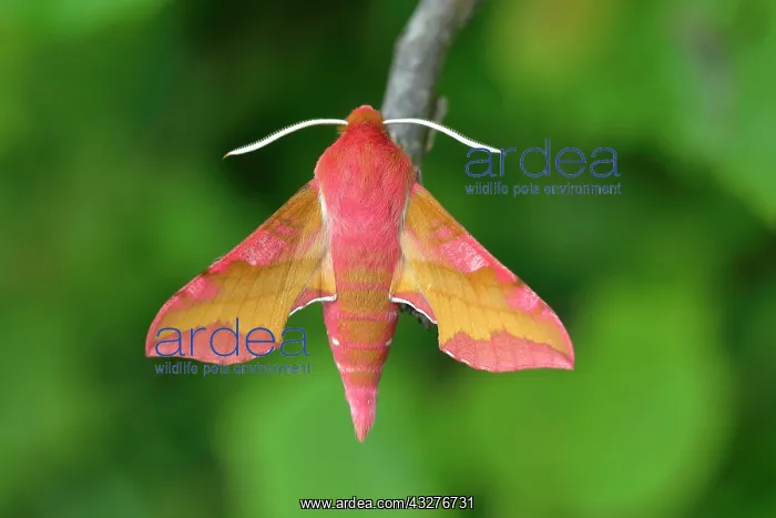 : Small elephant hawk-moth (Deilephila porcellus) : Small elephant hawk-moth (Deilephila porcellus)