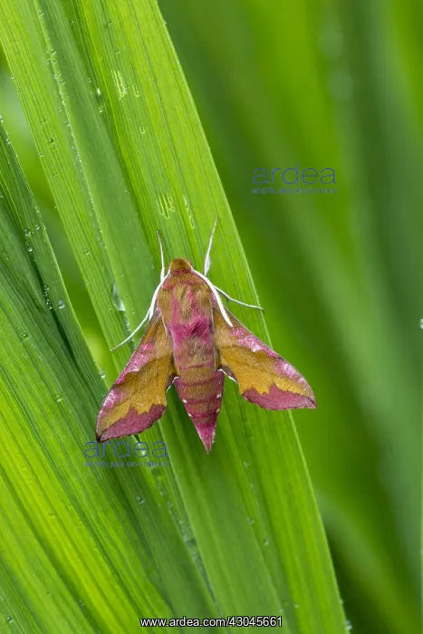  : Small Elephant Hawkmoth - Cornwall - UK