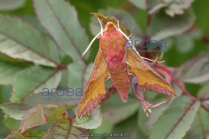 : Small Elephant Hawkmoth. resting among leaves : Small Elephant Hawkmoth. resting among leaves