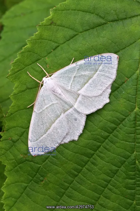 : Small Emerald Moth - Resting on hazel leaf : Small Emerald Moth - Resting on hazel leaf