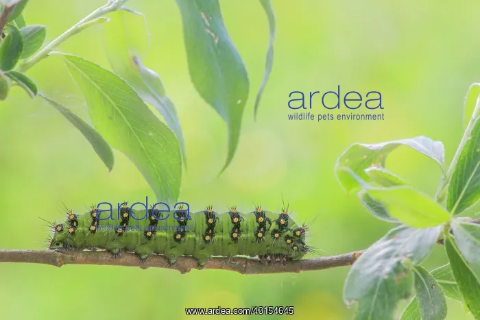 : Small Emperor Moth : Small Emperor Moth