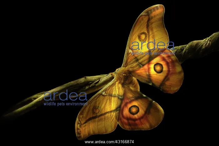 : Small Emperor Moth : Small Emperor Moth