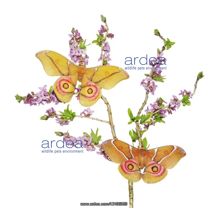 : Small Emperor Moth : Small Emperor Moth