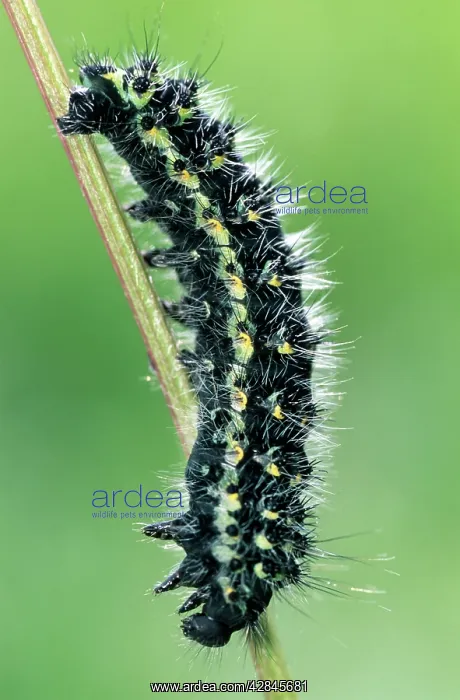 : Small Emperor Moth Caterpillar : Small Emperor Moth Caterpillar