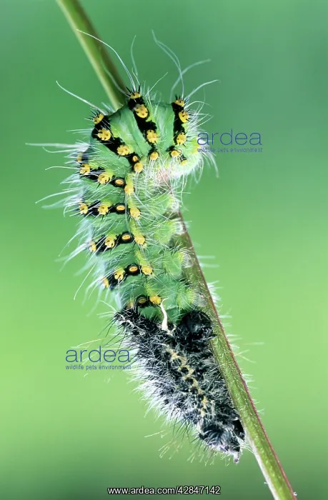 : Small Emperor Moth - caterpillar shedding its skin : Small Emperor Moth - caterpillar shedding its skin