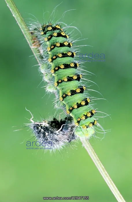 : Small Emperor Moth - caterpillar shedding its skin : Small Emperor Moth - caterpillar shedding its skin