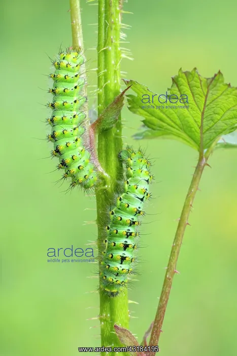 : Small emperor moth (Saturnia pavonia), two caterpillars : Small emperor moth (Saturnia pavonia), two caterpillars
