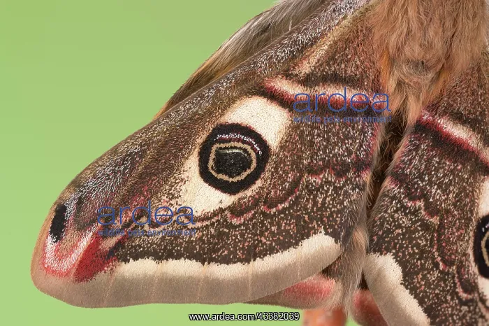 : Small emperor moth (Saturnia pavonia), detail of : Small emperor moth (Saturnia pavonia), detail of