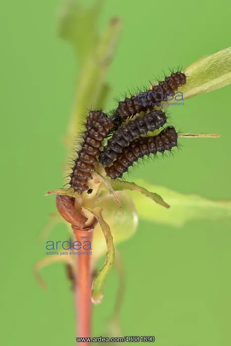 : Small emperor moth (Saturnia pavonia), caterpill : Small emperor moth (Saturnia pavonia), caterpill