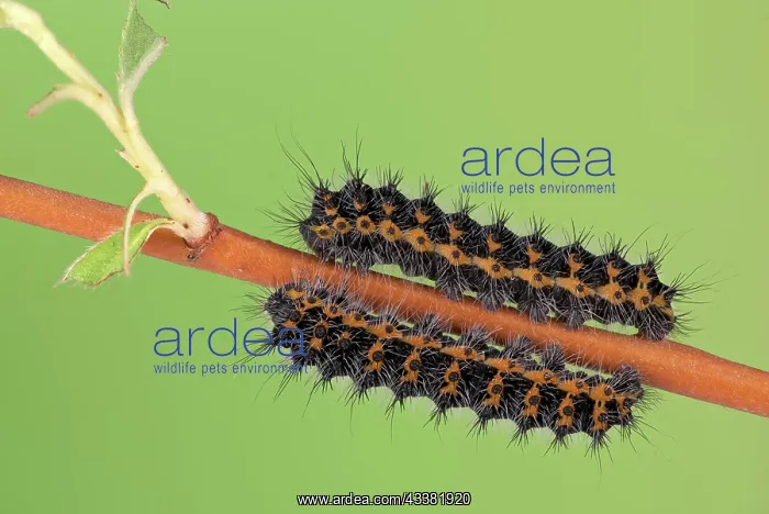 : Small emperor moth (Saturnia pavonia), caterpill : Small emperor moth (Saturnia pavonia), caterpill