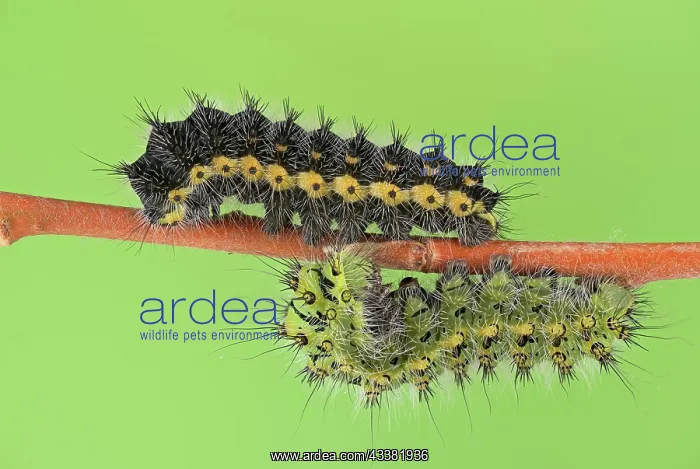 : Small emperor moth (Saturnia pavonia), caterpill : Small emperor moth (Saturnia pavonia), caterpill