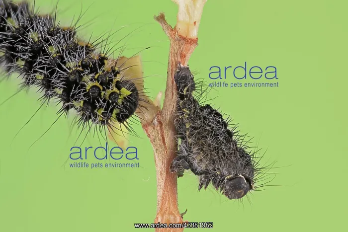  : Small emperor moth (Saturnia pavonia), caterpill