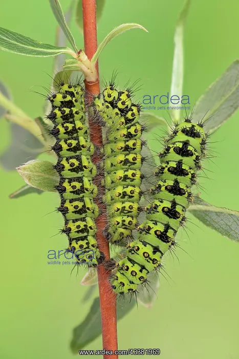 : Small emperor moth (Saturnia pavonia), caterpill : Small emperor moth (Saturnia pavonia), caterpill