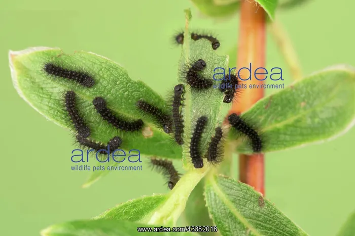 : Small emperor moth (Saturnia pavonia), caterpill : Small emperor moth (Saturnia pavonia), caterpill