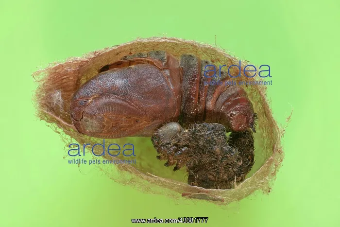 : Small emperor moth (Saturnia pavonia), cocoon cu : Small emperor moth (Saturnia pavonia), cocoon cu