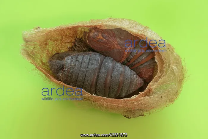 : Small emperor moth (Saturnia pavonia), cocoon cu : Small emperor moth (Saturnia pavonia), cocoon cu