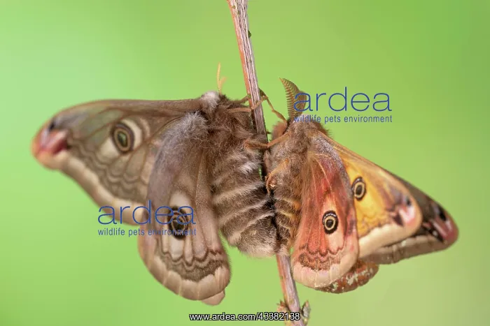 : Small emperor moth (Saturnia pavonia), copulatio : Small emperor moth (Saturnia pavonia), copulatio