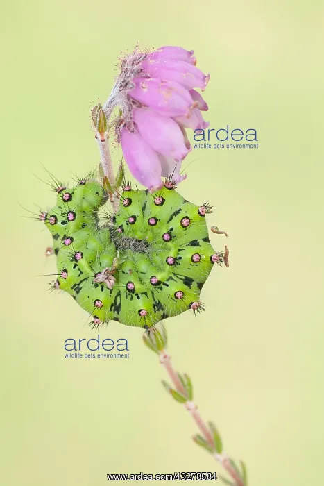 : Small Emperor Moth (Saturnia pavonia) on Cross- : Small Emperor Moth (Saturnia pavonia) on Cross-