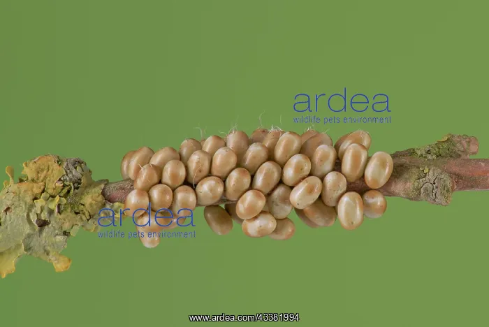 : Small emperor moth (Saturnia pavonia), egg clutc : Small emperor moth (Saturnia pavonia), egg clutc