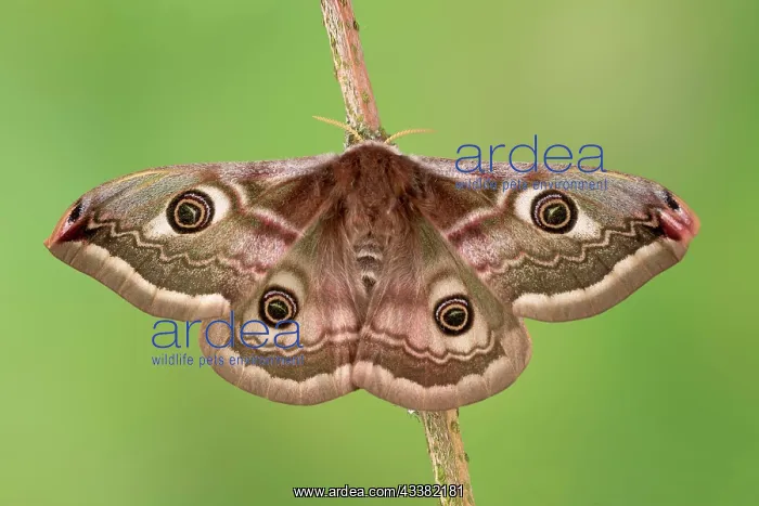 : Small emperor moth (Saturnia pavonia), female fr : Small emperor moth (Saturnia pavonia), female fr