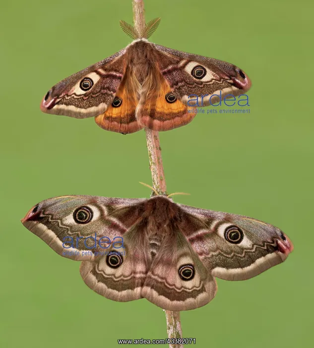 : Small emperor moth (Saturnia pavonia), male and : Small emperor moth (Saturnia pavonia), male and