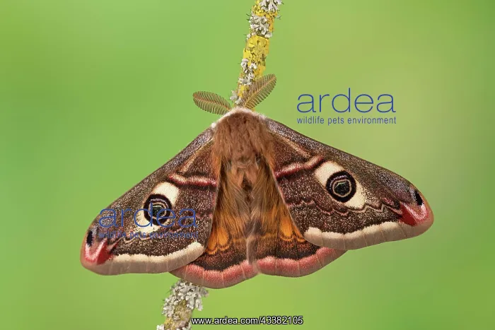  : Small emperor moth (Saturnia pavonia), male from