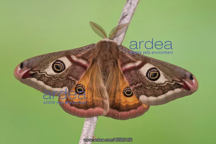 : Small emperor moth (Saturnia pavonia), male from : Small emperor moth (Saturnia pavonia), male from