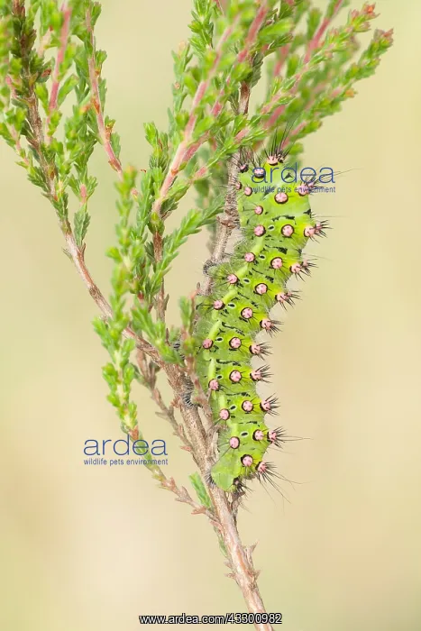 : Small Emperor Moth (Saturnia pavonia) on a plan : Small Emperor Moth (Saturnia pavonia) on a plan