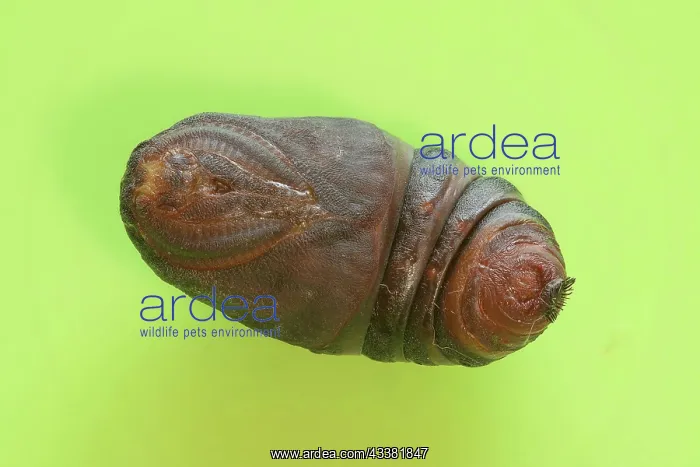 : Small emperor moth (Saturnia pavonia), pupa from : Small emperor moth (Saturnia pavonia), pupa from