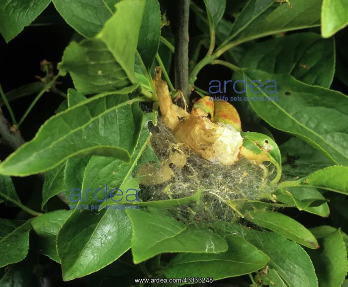 : Small ermine moth caterpillar : Small ermine moth caterpillar