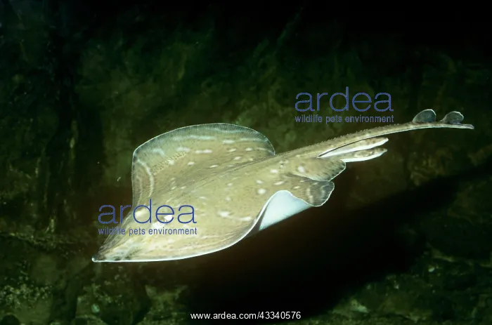 : Small-eyed / Painted Ray : Small-eyed / Painted Ray