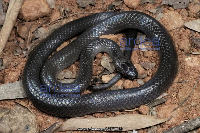 : Small-eyed Snake : Small-eyed Snake
