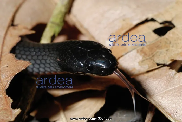 : Small-eyed Snake : Small-eyed Snake
