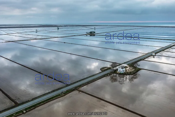 : Small farm cottage amidst flooded rice fields in : Small farm cottage amidst flooded rice fields in